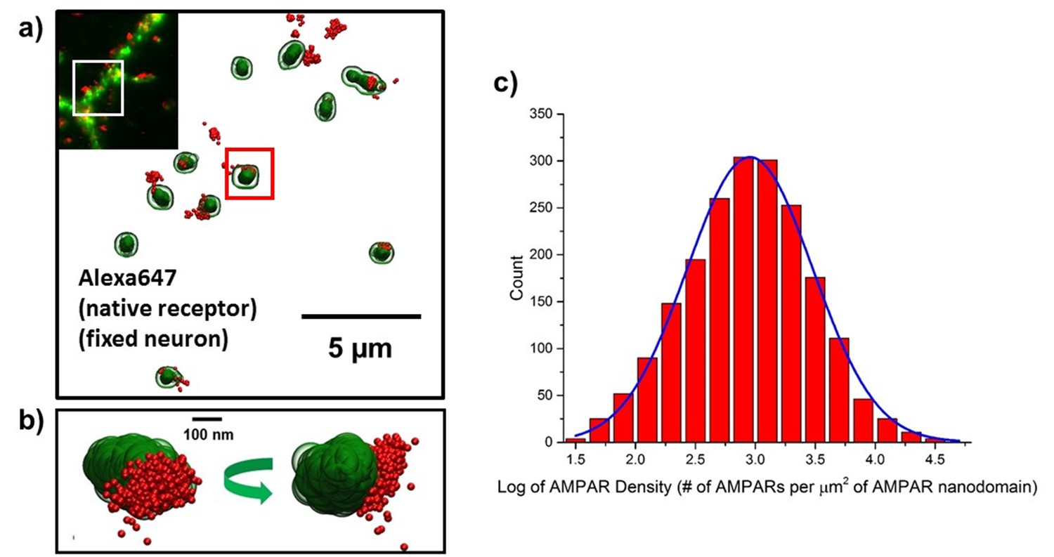 super resolution imaging of synaptic and extra synaptic ampa