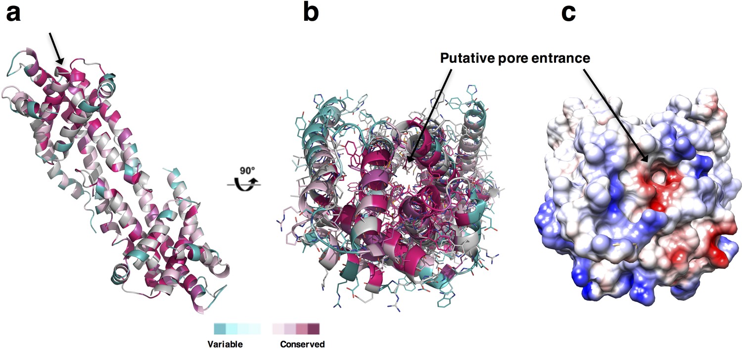 Structure-based uptake analysis CysZ-mediated ... of of cellular