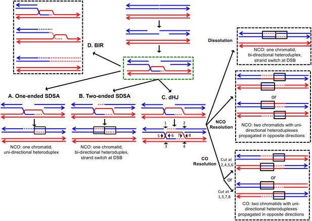 resolution mapping of heteroduplex DNA formed during UV Biology Diagrams