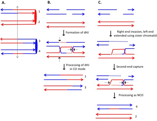 resolution mapping of heteroduplex DNA formed during UV Biology Diagrams