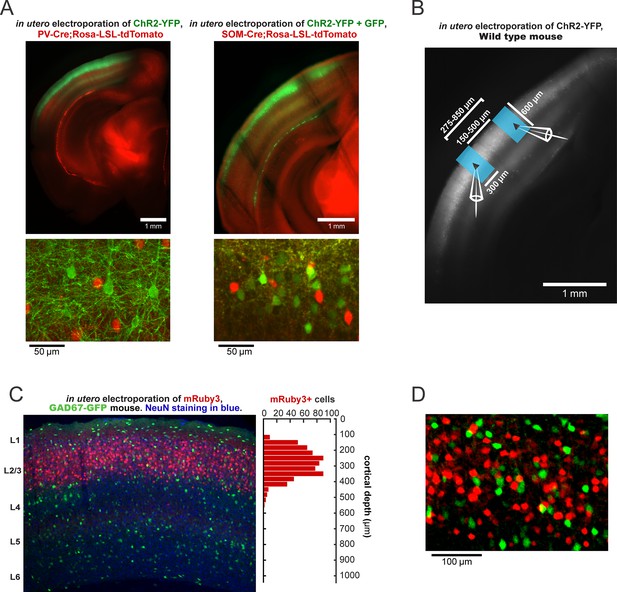 Figures and data in A neural circuit for gamma-band coherence across ...