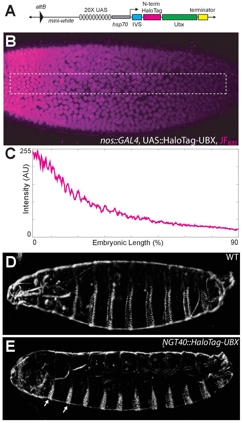 Nuclear Microenvironments Modulate Transcription From Low Affinity