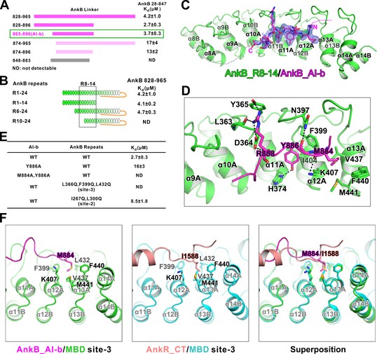 Autoinhibition Of Ankyrin-B/G Membrane Target Bindings By Intrinsically ...