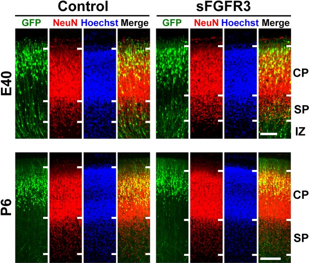 Figures and data in Gyrification of the cerebral cortex requires FGF ...