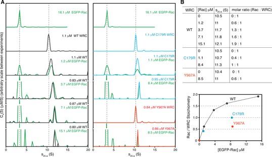 Rac1 GTPase activates the WAVE regulatory complex through two distinct ...