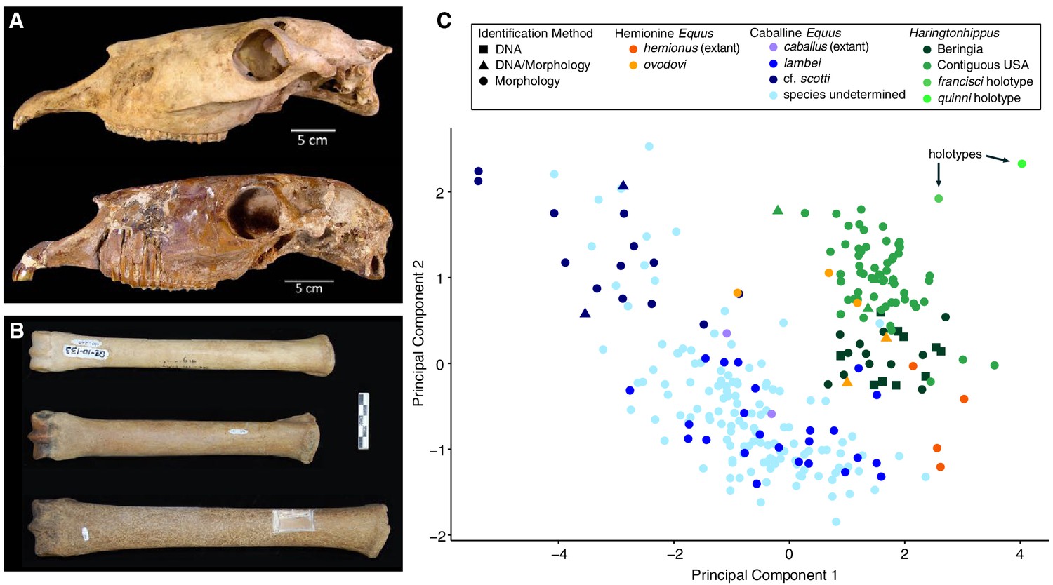 A new genus of horse from Pleistocene North America | eLife