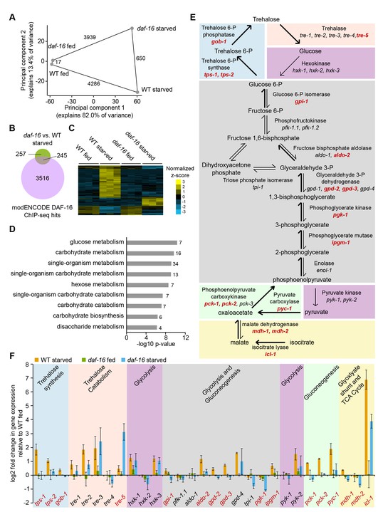 daf-16/FoxO promotes gluconeogenesis and trehalose synthesis during ...