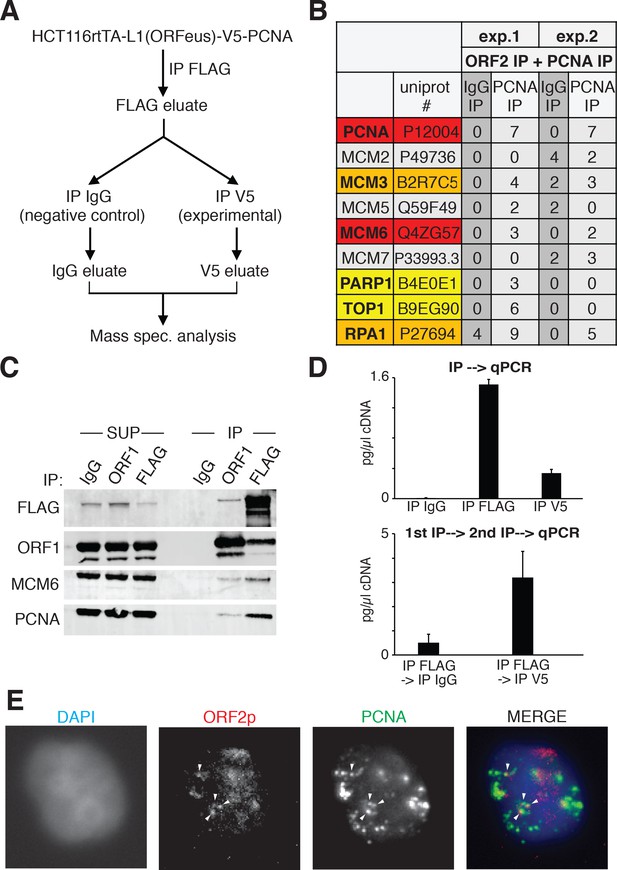 LINE-1 protein localization and functional dynamics during the cell ...