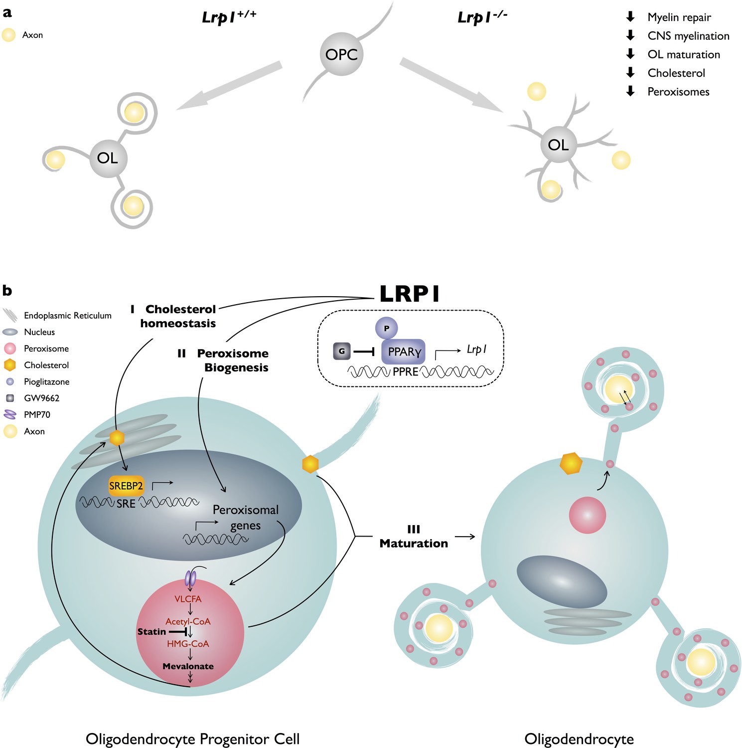 LRP1 regulates peroxisome biogenesis and cholesterol homeostasis in ...