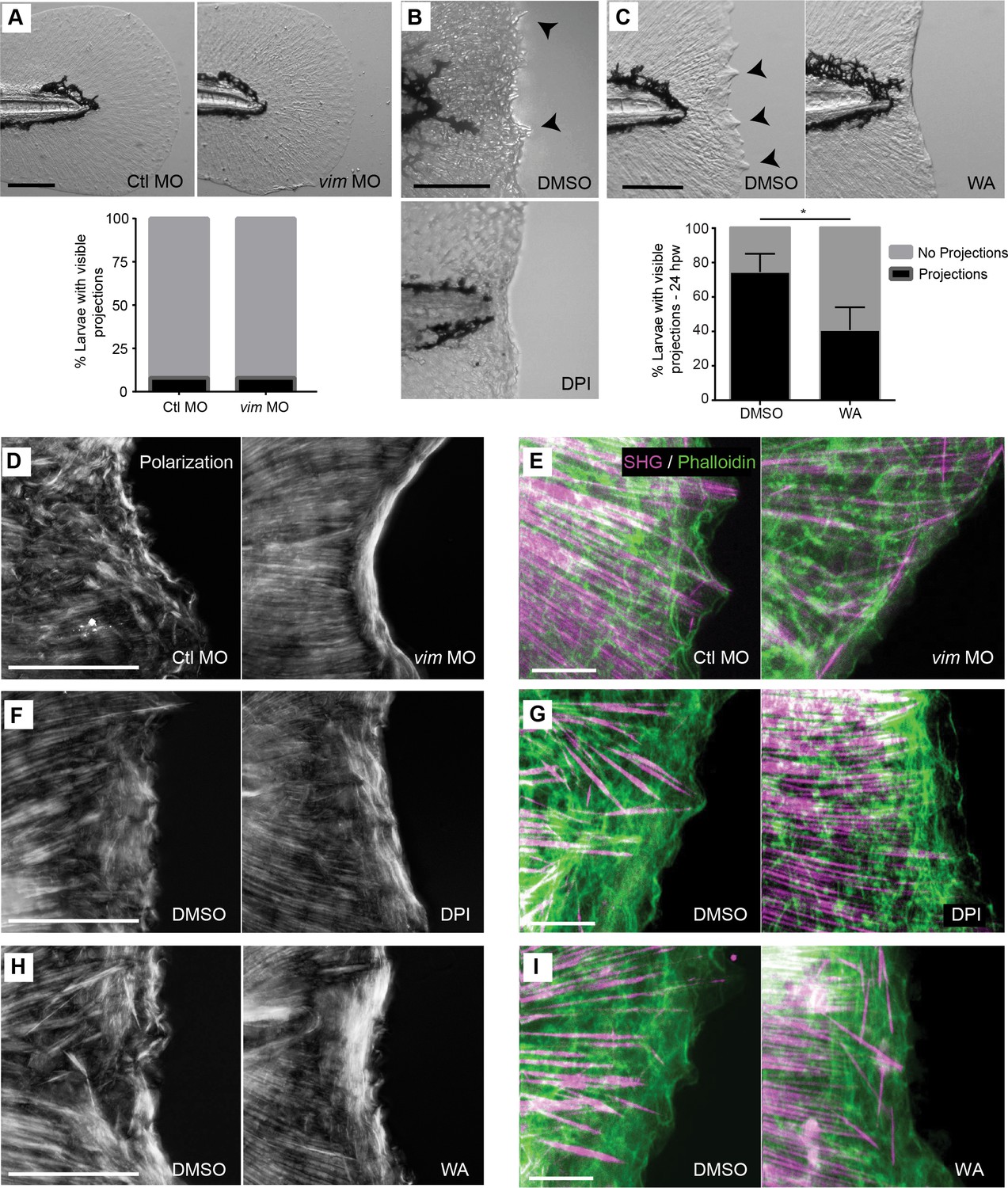 Damage Induced Reactive Oxygen Species Regulate Vimentin And Dynamic Asset Open