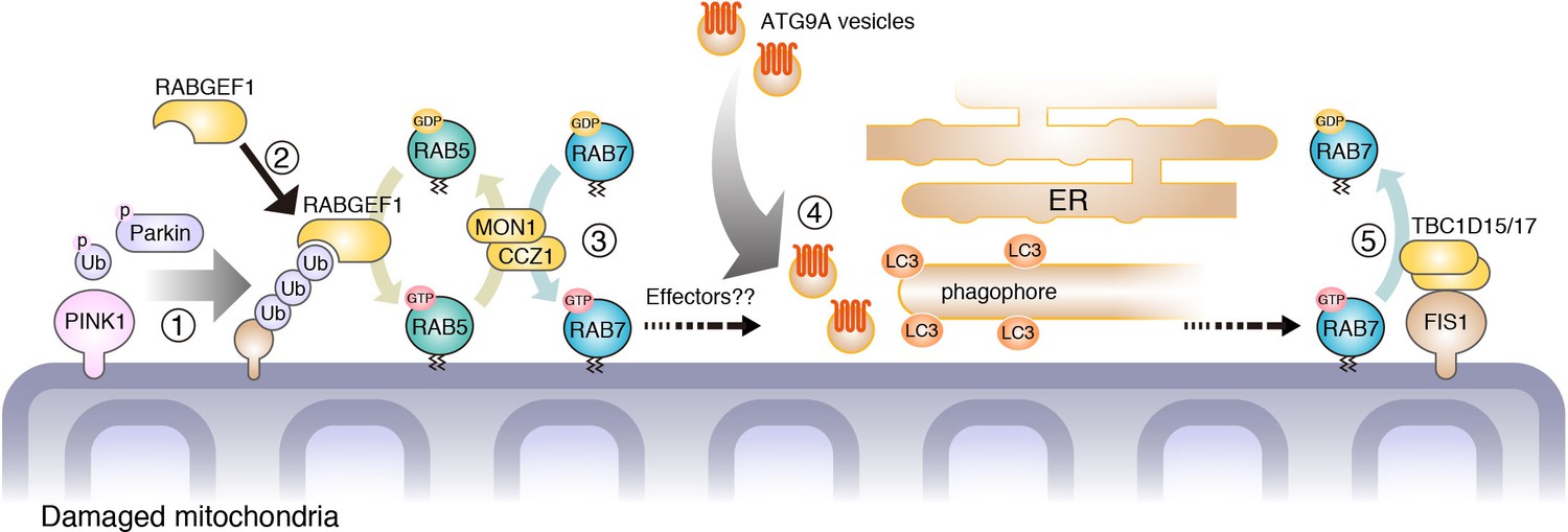 Endosomal Rab cycles regulate Parkin-mediated mitophagy | eLife