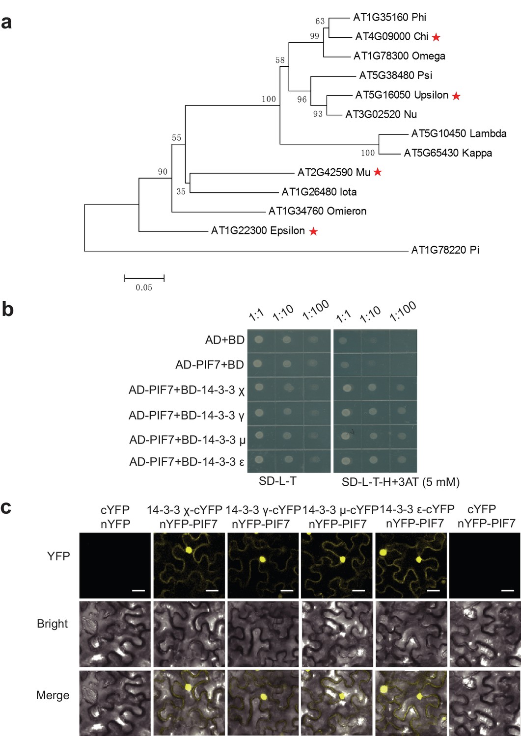 Shade Induced Nuclear Localization Of Pif7 Is Regulated By