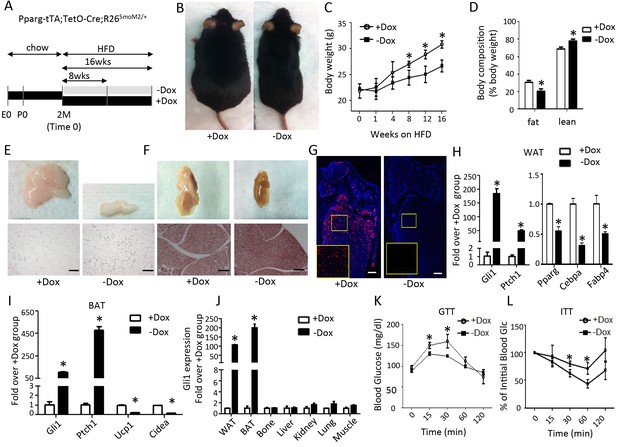 Figures and data in Hedgehog signaling via Gli2 prevents obesity 