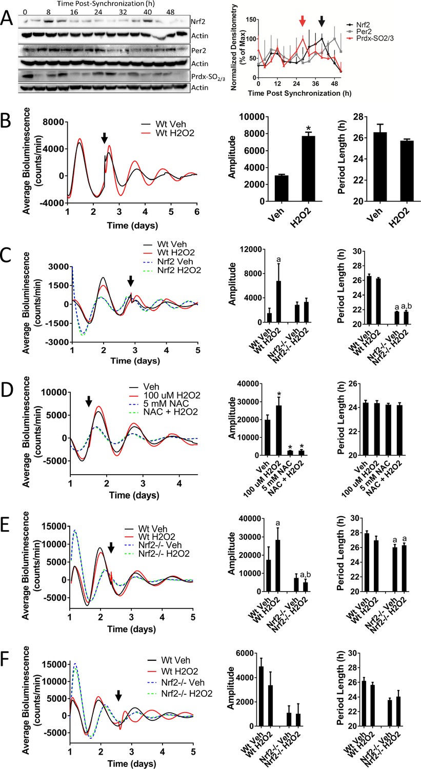 The Redox State and Circadian Rhythms