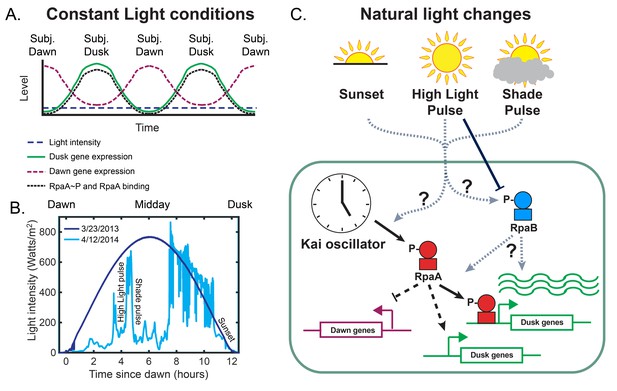 Natural Changes In Light Interact With Circadian Regulation At ...