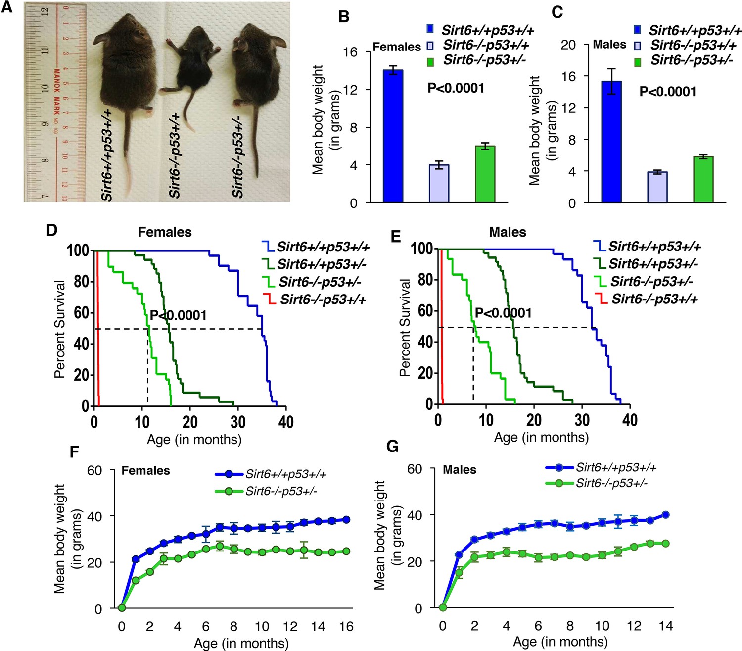 Haploinsufficiency Of Trp53 Dramatically Extends The Lifespan Of Sirt6 ...