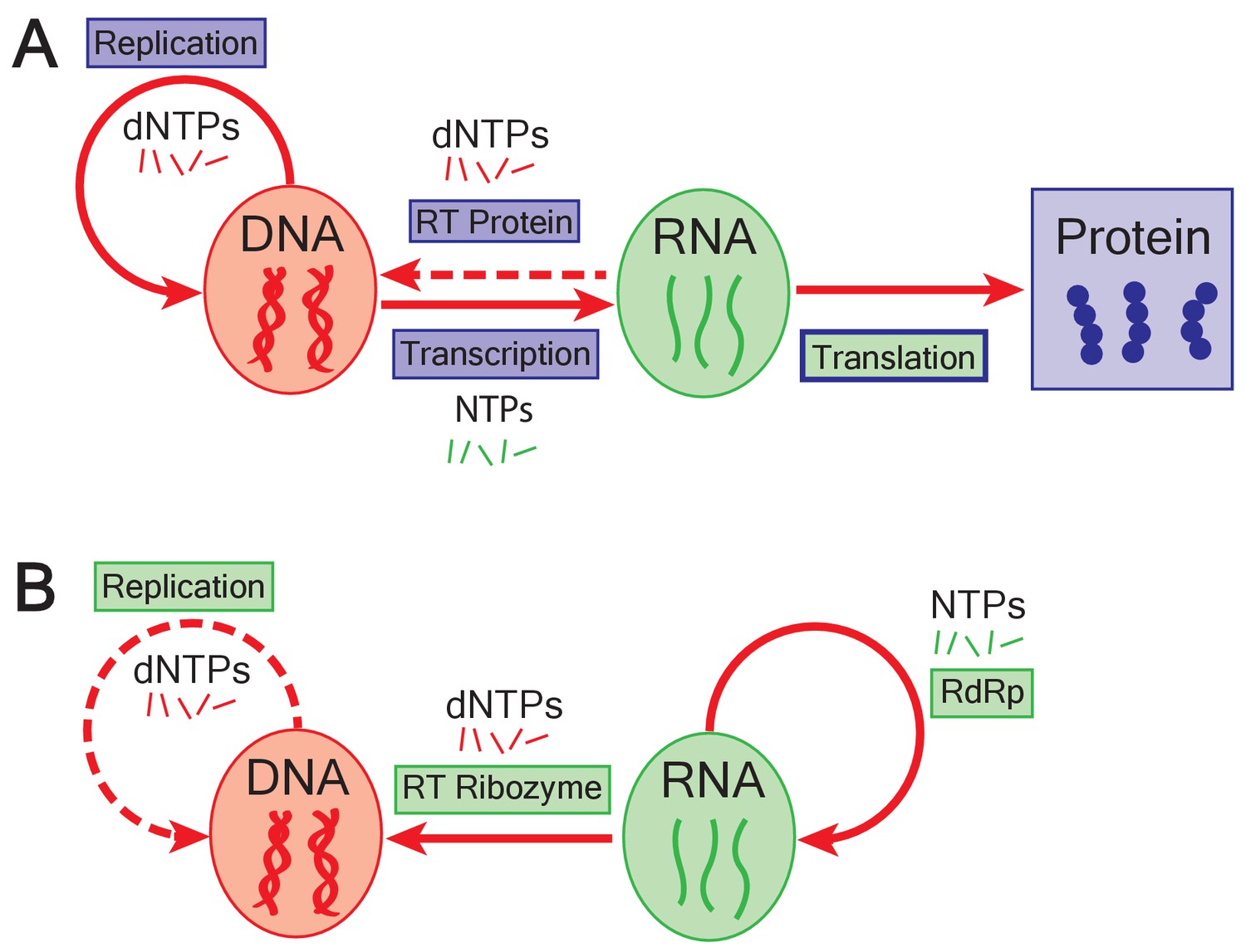 Rna To Protein Chart