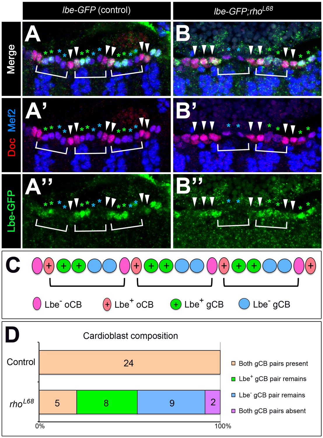 Diversification Of Heart Progenitor Cells By Egf Signaling And Lbe And Subtypes Of Generic Cardioblasts Are Equally Affected In Egf Signaling Mutants