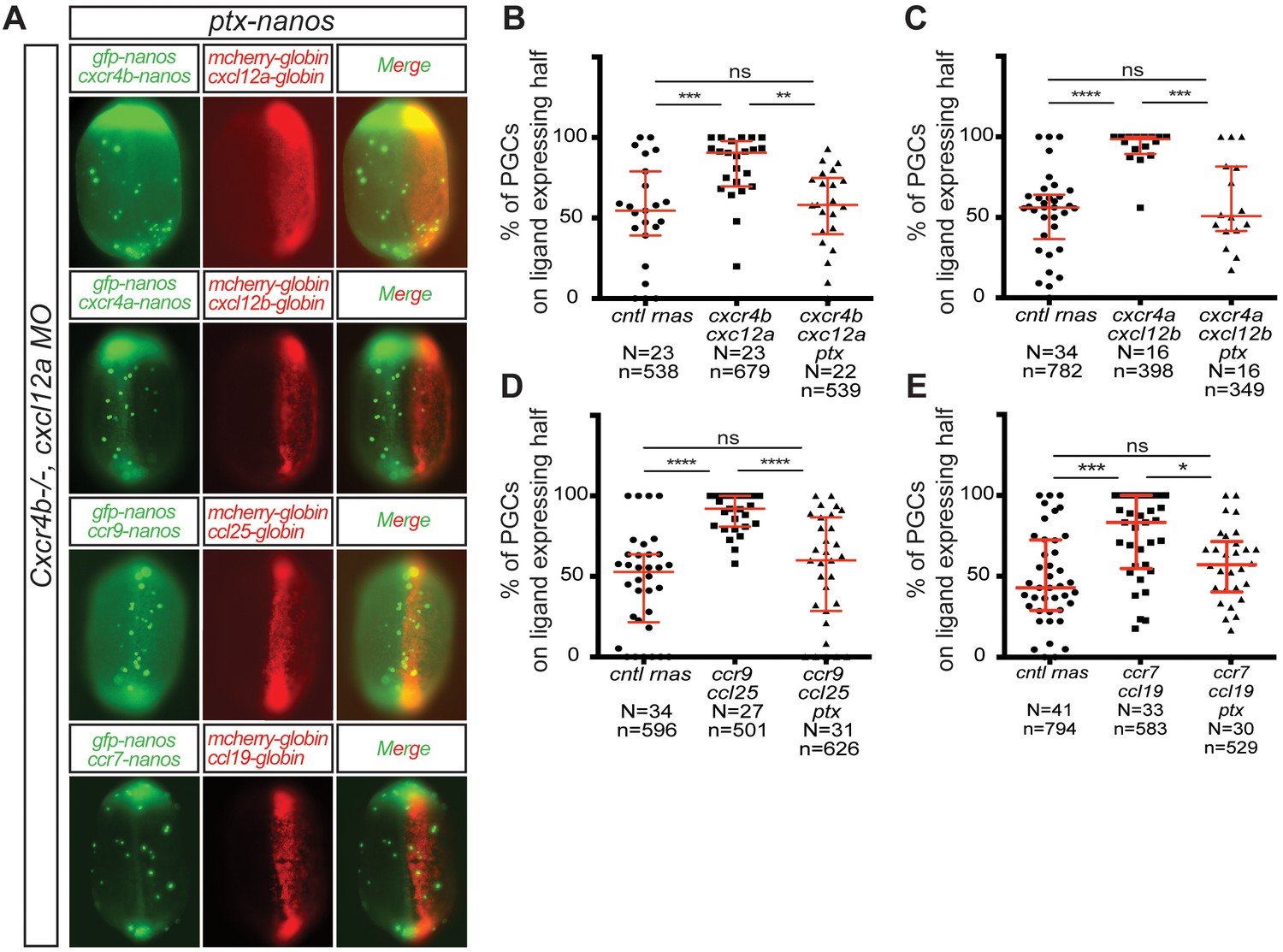 Spatio Temporal Regulation Of Concurrent Developmental Processes