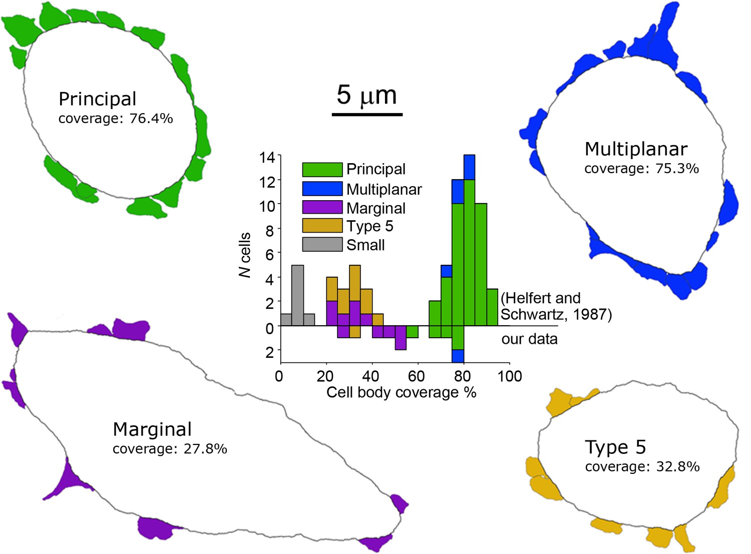 Figures and data in Principal cells of the brainstem's ...