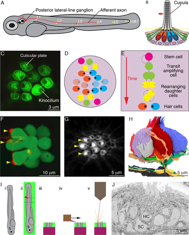 Connectomics of the zebrafish's lateral-line neuromast ... photo eye wiring schematic 