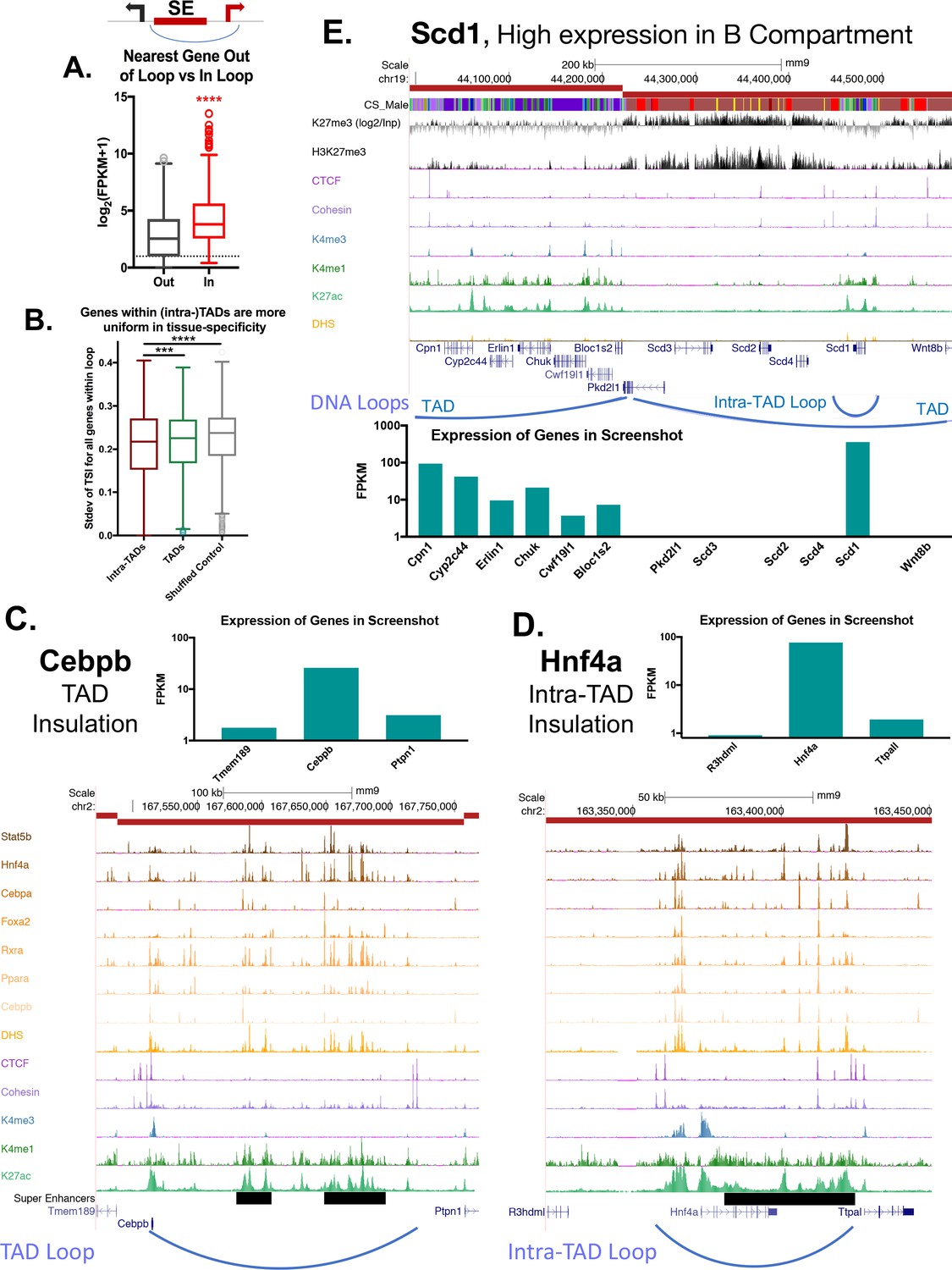 Computational Prediction Of Ctcf Cohesin Based Intra Tad Loops That Insulate Chromatin Contacts And Gene Expression In Mouse Liver Elife
