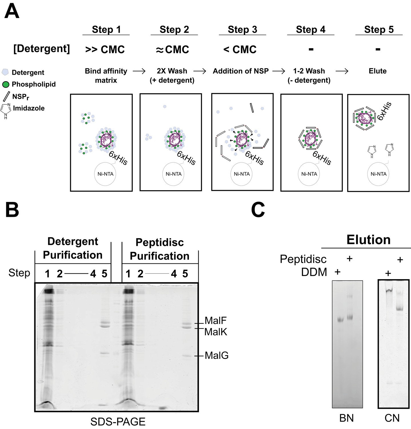 Membrane Protein Purification and Crystallization: A Practical Guide