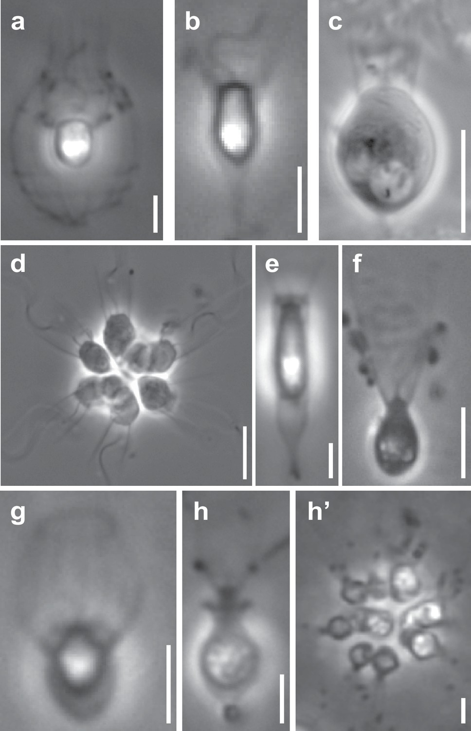 Gene family innovation, conservation and loss on the animal stem ...