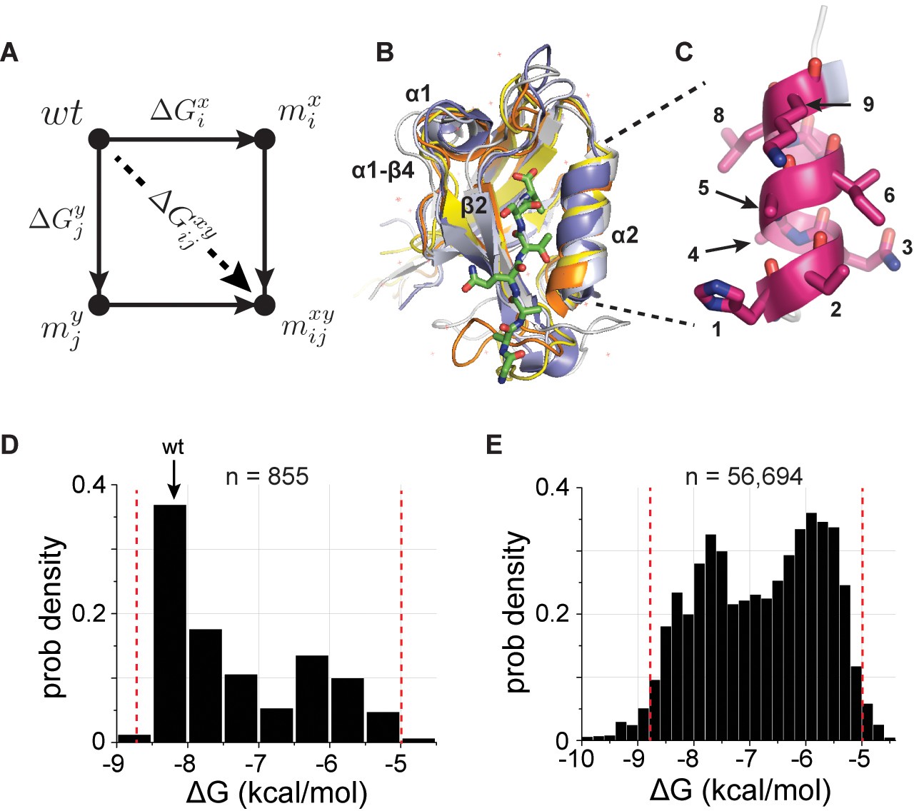 Coevolution Based Inference Of Amino Acid Interactions Underlying