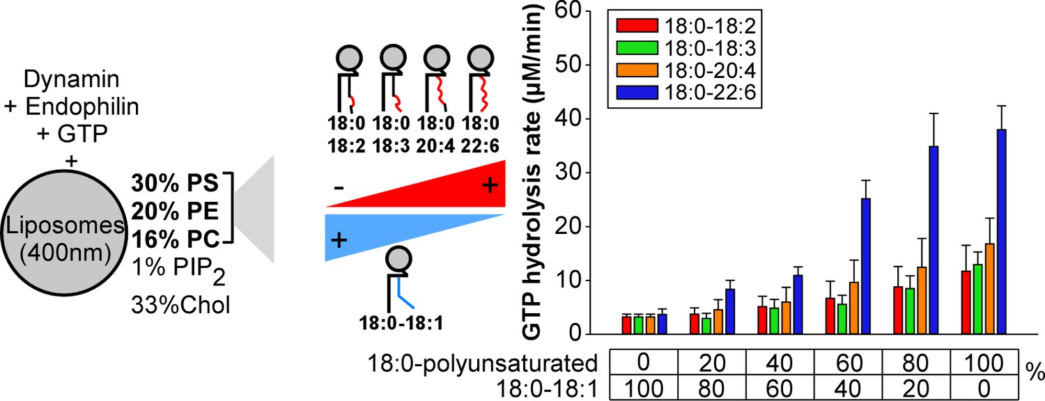 Acyl Chain Asymmetry And Polyunsaturation Of Brain Phospholipids