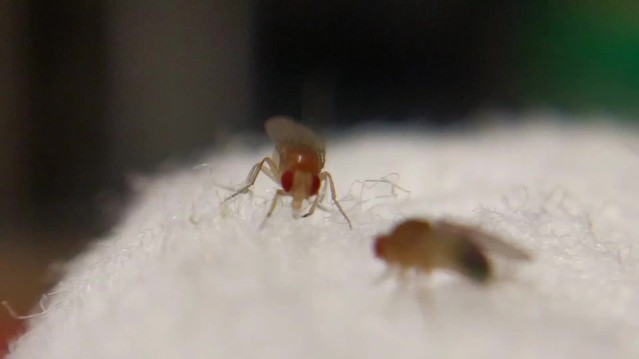 3d Insect Sex Porn - Robust manipulation of the behavior of Drosophila ...