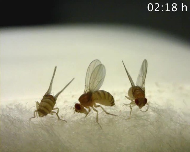 3d Insect Sex Porn - Robust manipulation of the behavior of Drosophila ...