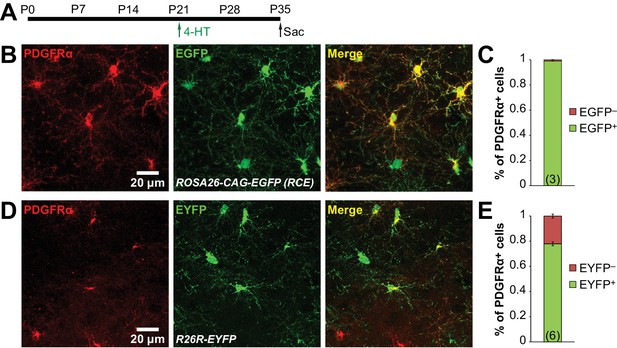 Figures and data in Oligodendrocytes control potassium ...