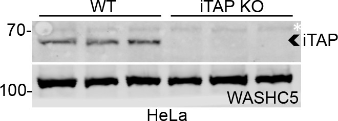 Itap A Novel Irhom Interactor Controls Tnf Secretion By Policing The Stability Of Irhom Tace Elife