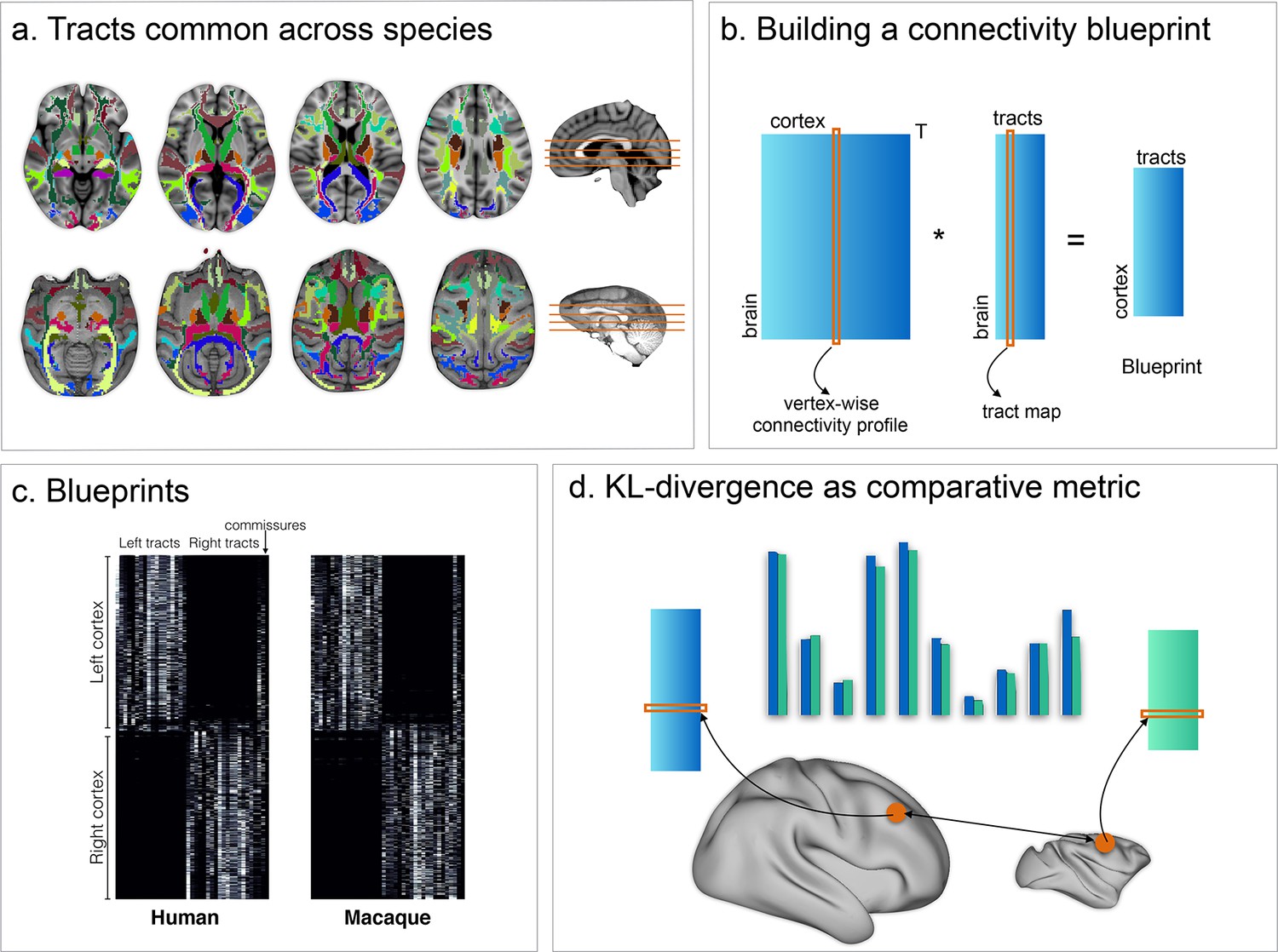 Whole Brain Comparative Anatomy Using Connectivity