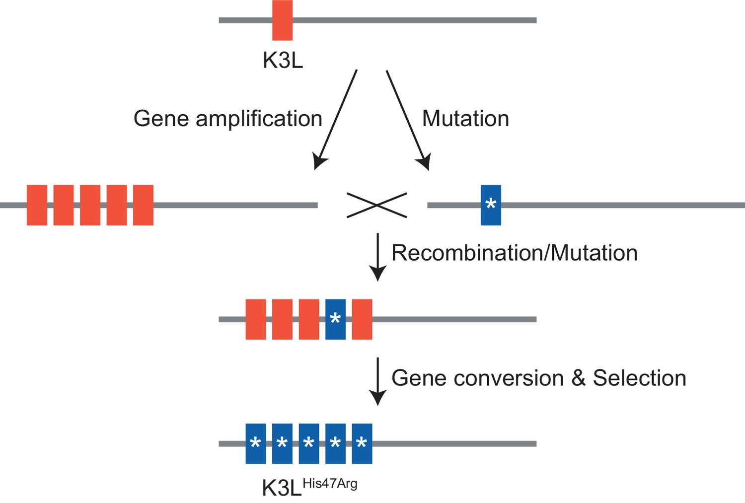 Long read sequencing reveals poxvirus evolution through rapid ...