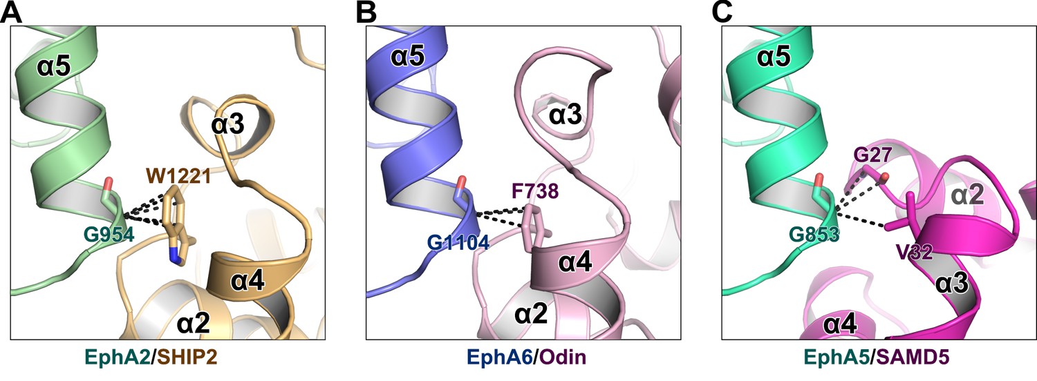 Specific Eph Receptor Cytoplasmic Effector Signaling Mediated By