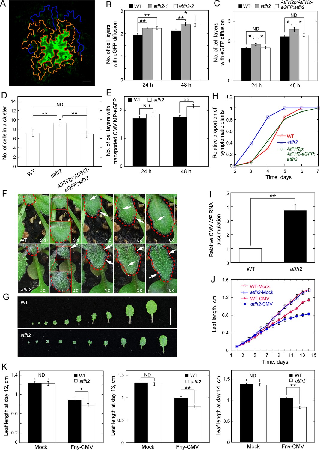Arabidopsis Formin 2 Regulates Cell To Cell Trafficking By Capping