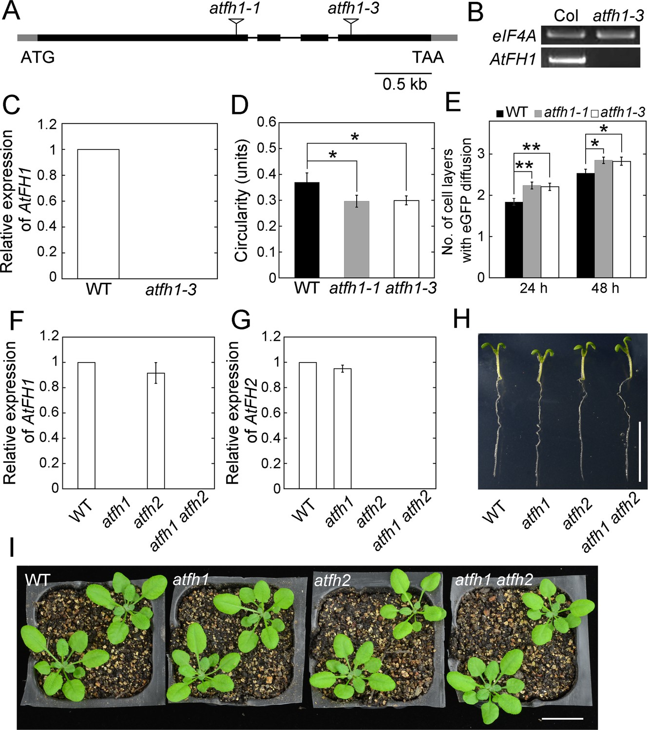 Arabidopsis formin 2 regulates cell to cell trafficking by capping Characterization of atfh1 and atfh1 atfh2 mutants