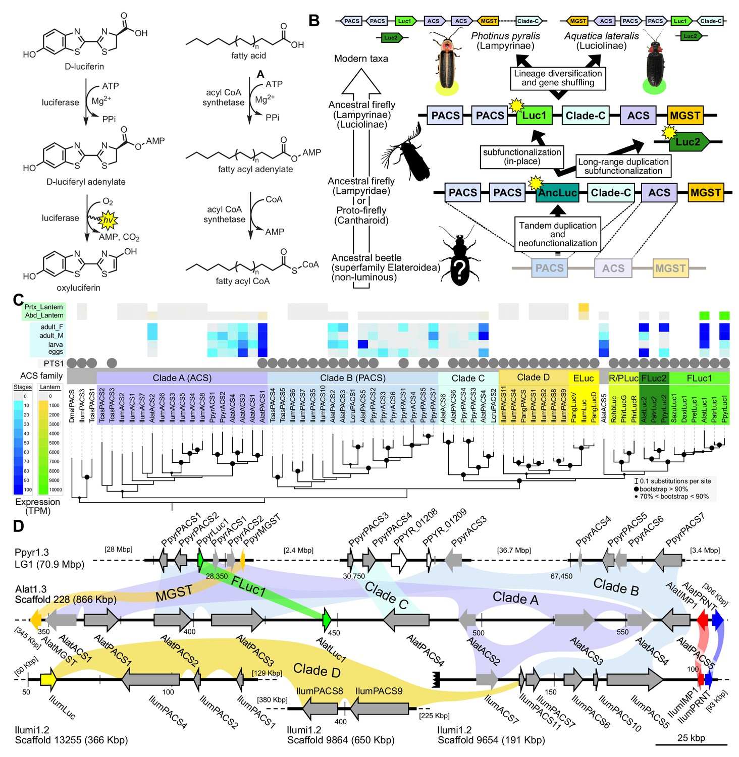 Firefly genomes illuminate parallel origins of bioluminescence in