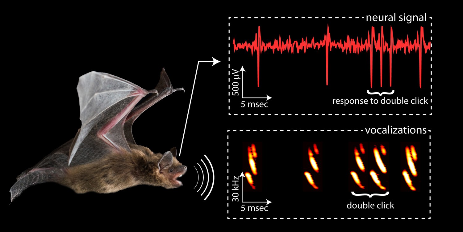 Ошибка the bat data