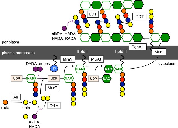 Figures And Data In Peptidoglycan Precursor Synthesis Along The ...