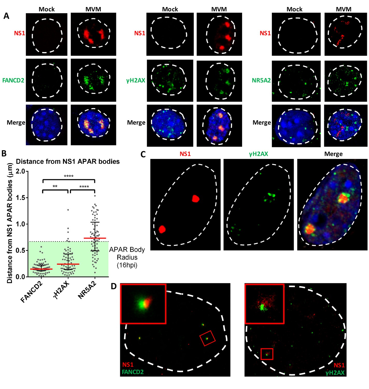 Parvovirus Minute Virus Of Mice Interacts With Sites Of