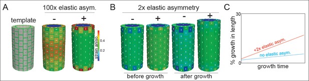 Anisotropic Growth Is Achieved Through The Additive Mechanical Effect ...