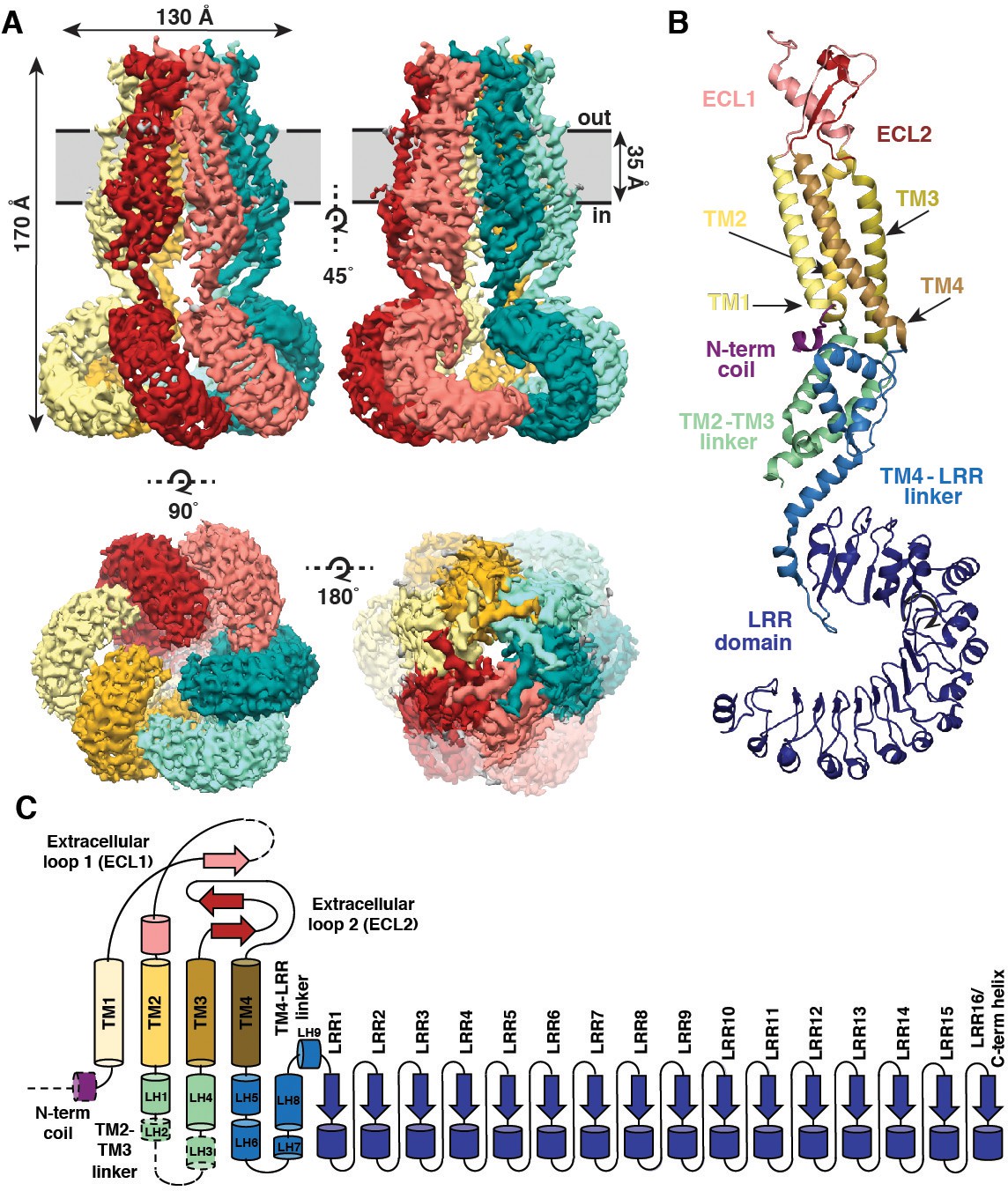 Structure Of The Human Volume Regulated Anion Channel Elife