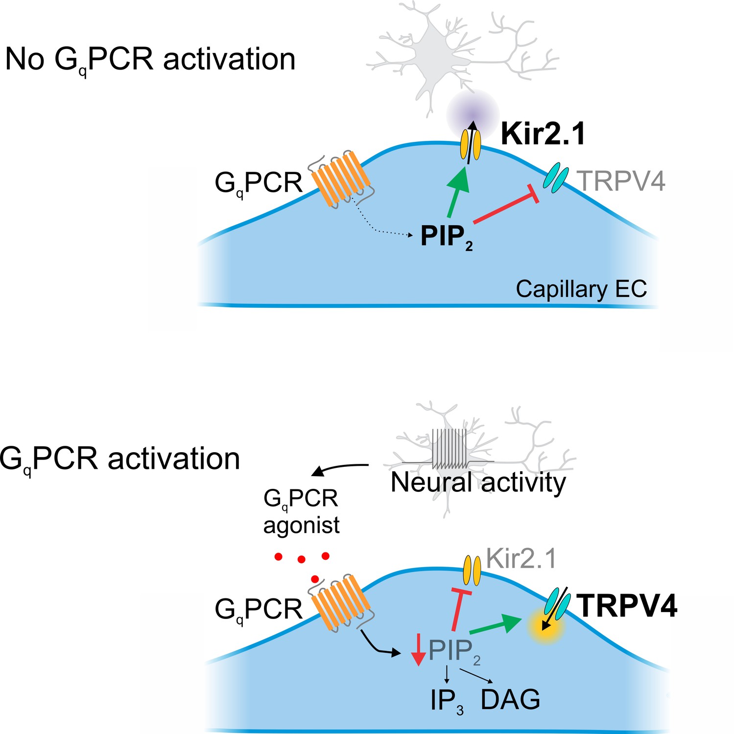 promotes trpv4 channel activity in mouse brain capillary