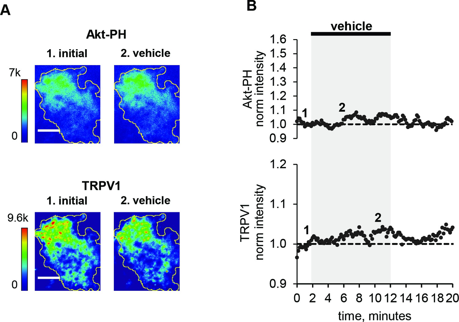 Reciprocal Regulation Among Trpv1 Channels And Phosphoinositide 3 - vehicle do!   es not increase pip3 or recruit trpv1 to pm