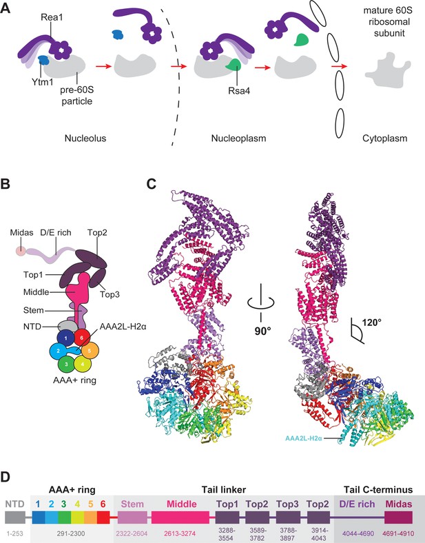 The CryoEM structure of the Saccharomyces cerevisiae ribosome ...