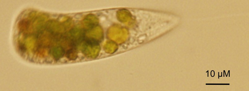 chlamydomonas reinhardtii snapgene files chlamydomonas reinhardtii snapgene files