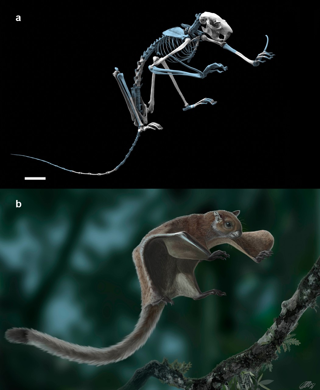 Oldest Skeleton Of A Fossil Flying Squirrel Casts New Light